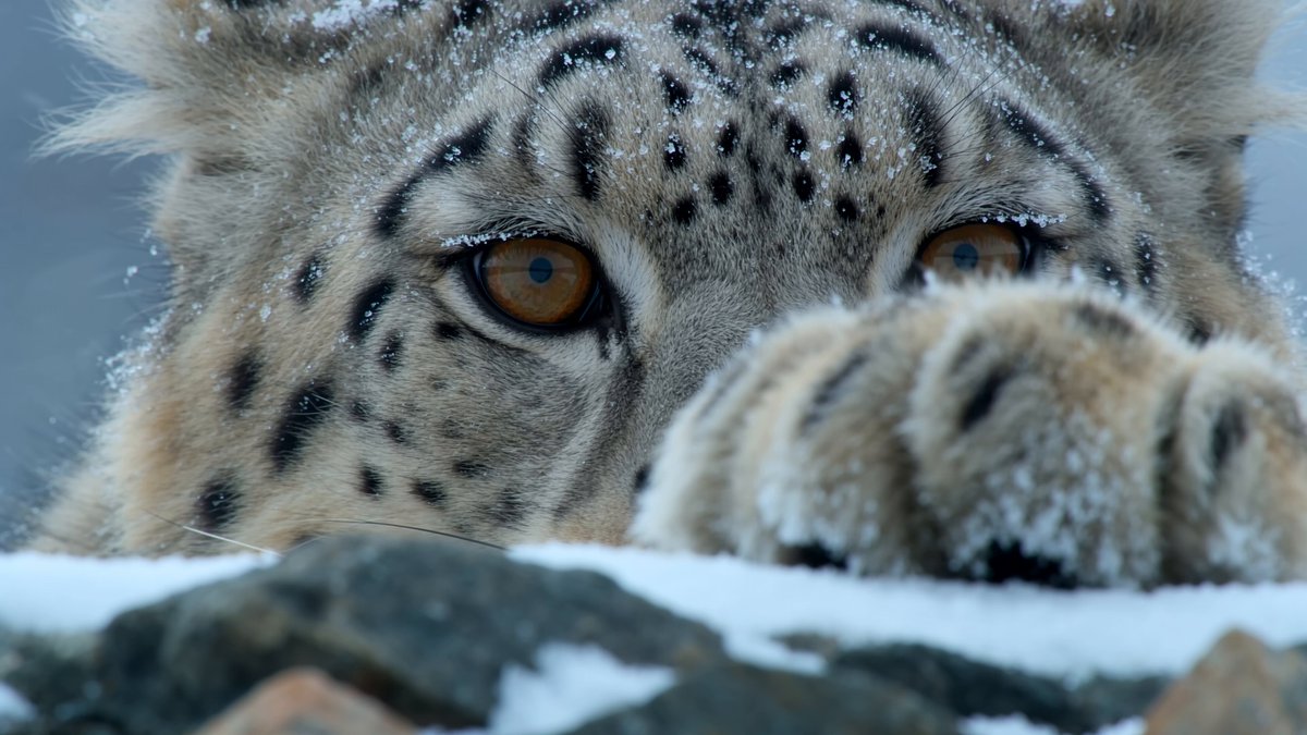 雪豹高山狩猎纪录片